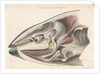 Dissected head of a porpoise by Antoine Toussaint de Chazal