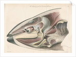 Dissected head of a porpoise by Antoine Toussaint de Chazal