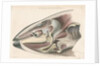 Dissected head of a porpoise by Antoine Toussaint de Chazal