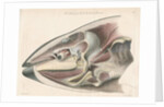 Dissected head of a porpoise by Antoine Toussaint de Chazal