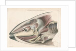 Dissected head of a porpoise by Antoine Toussaint de Chazal