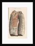Dissected thorax of a porpoise by Antoine Toussaint de Chazal