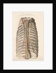 Dissected thorax of a porpoise by Antoine Toussaint de Chazal
