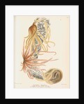 Venus's flower basket and starfish by C L G