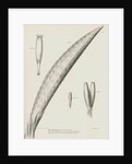 Specimens of Euplectella [Venus's flower basket] by C L G