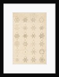 Snowflakes by Leonard Stocke
