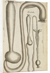 The stomach and guts of a cassowary and an owl by Anonymous