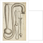 The stomach and guts of a cassowary and an owl by Anonymous