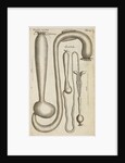The stomach and guts of a cassowary and an owl by Anonymous