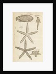 Fish and starfish in the Royal Society's Repository by Anonymous
