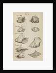 Whelk shells in the Royal Society's Repository by Anonymous