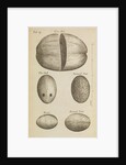 A coconut in the Royal Society's Repository by Anonymous