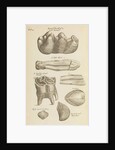 A 'petrified tooth' in the Royal Society's Repository by Anonymous