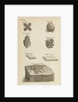 Stones and crystals in the Royal Society's Repository by Anonymous