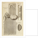 The stomach and guts of a sheep and the gullet of a calf by Anonymous