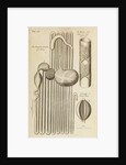 The stomach and guts of a sheep and the gullet of a calf by Anonymous