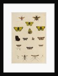 Insects of northern Canada by Anonymous