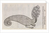 A 'hydra' by unknown