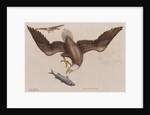 The bald eagle by Mark Catesby