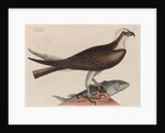 The fishing hawk by Mark Catesby