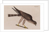 The pigeon-hawk by Mark Catesby