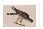The pigeon-hawk by Mark Catesby