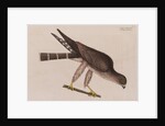 The pigeon-hawk by Mark Catesby