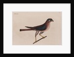 The little hawk by Mark Catesby