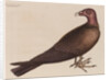 The turkey buzzard by Mark Catesby