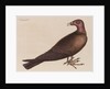 The turkey buzzard by Mark Catesby