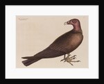 The turkey buzzard by Mark Catesby