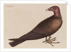 The turkey buzzard by Mark Catesby