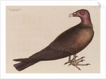 The turkey buzzard by Mark Catesby