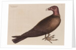 The turkey buzzard by Mark Catesby