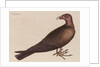 The turkey buzzard by Mark Catesby