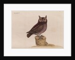 The little owl by Mark Catesby