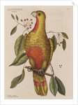 The parrot of paradise of Cuba and the red-wood by Mark Catesby