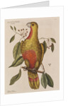 The parrot of paradise of Cuba and the red-wood by Mark Catesby
