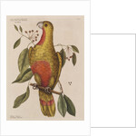 The parrot of paradise of Cuba and the red-wood by Mark Catesby