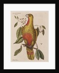 The parrot of paradise of Cuba and the red-wood by Mark Catesby