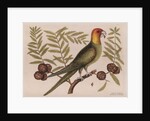 The parrot of Carolina and the cypress of America by Mark Catesby