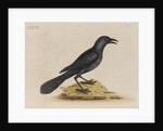 'The purple jack-daw' by Mark Catesby
