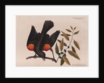 The 'red wing'd starling' and the 'broad-leaved candle-berry myrtle' by Mark Catesby