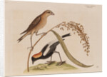 The 'rice-bird' by Mark Catesby