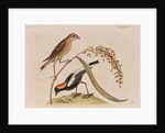 The 'rice-bird' by Mark Catesby