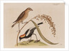 The 'rice-bird' by Mark Catesby