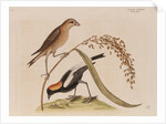 The 'rice-bird' by Mark Catesby