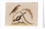 The 'rice-bird' by Mark Catesby