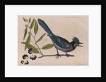 The 'blew jay' and the 'bay-leaved smilax' by Mark Catesby