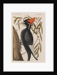 The 'largest white-bill wood-pecker' and the 'willow oak' by Mark Catesby